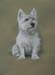 West Highland White Terrier 2